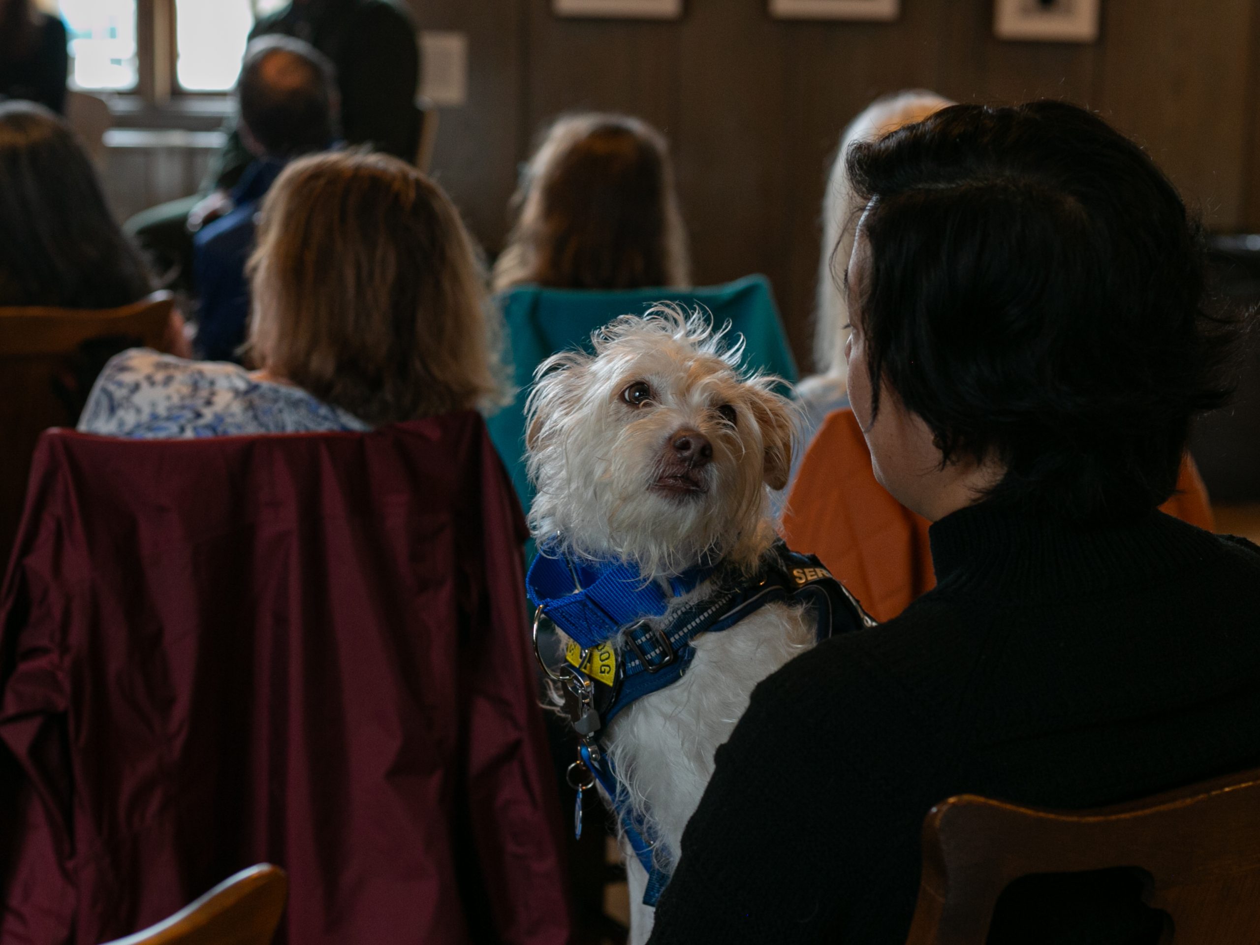 A small white dog wearing a blue harness sits on a persons lap, looking up at them. The dog and person are indoors among a seated group of people, with focus on the dog in the foreground.
