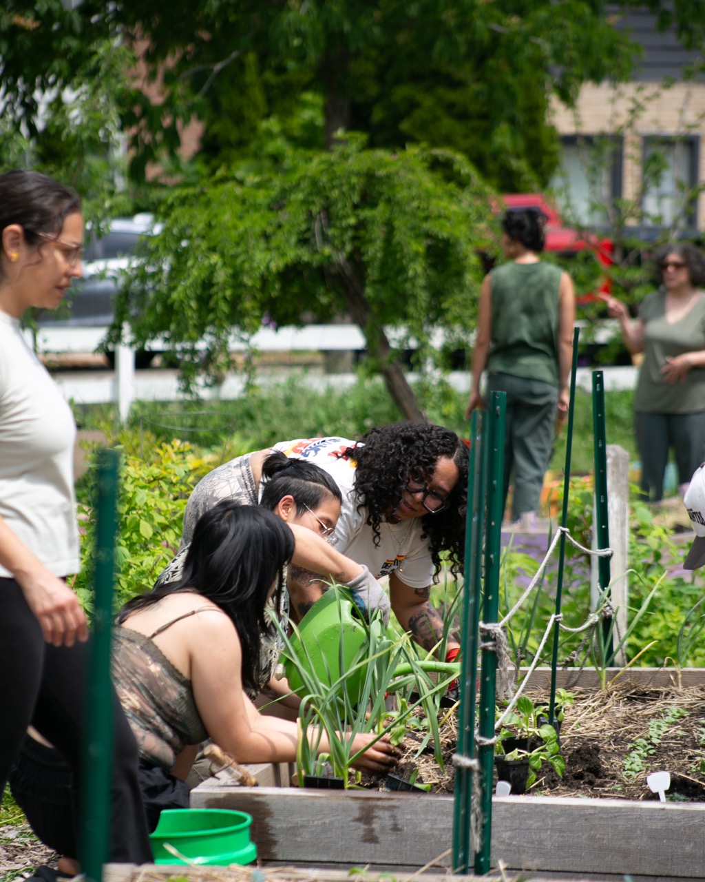 A group of people work together in a community garden, tending to plants and watering them on a sunny day. Green leafy vegetables grow in raised beds, and trees and cars are visible in the background.