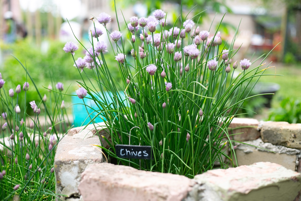 A chive plant with slender green stems and purple flowers grows in a circular brick planter. A small blackboard sign labeled Chives is placed in front of the plant. The background shows a blurred garden.