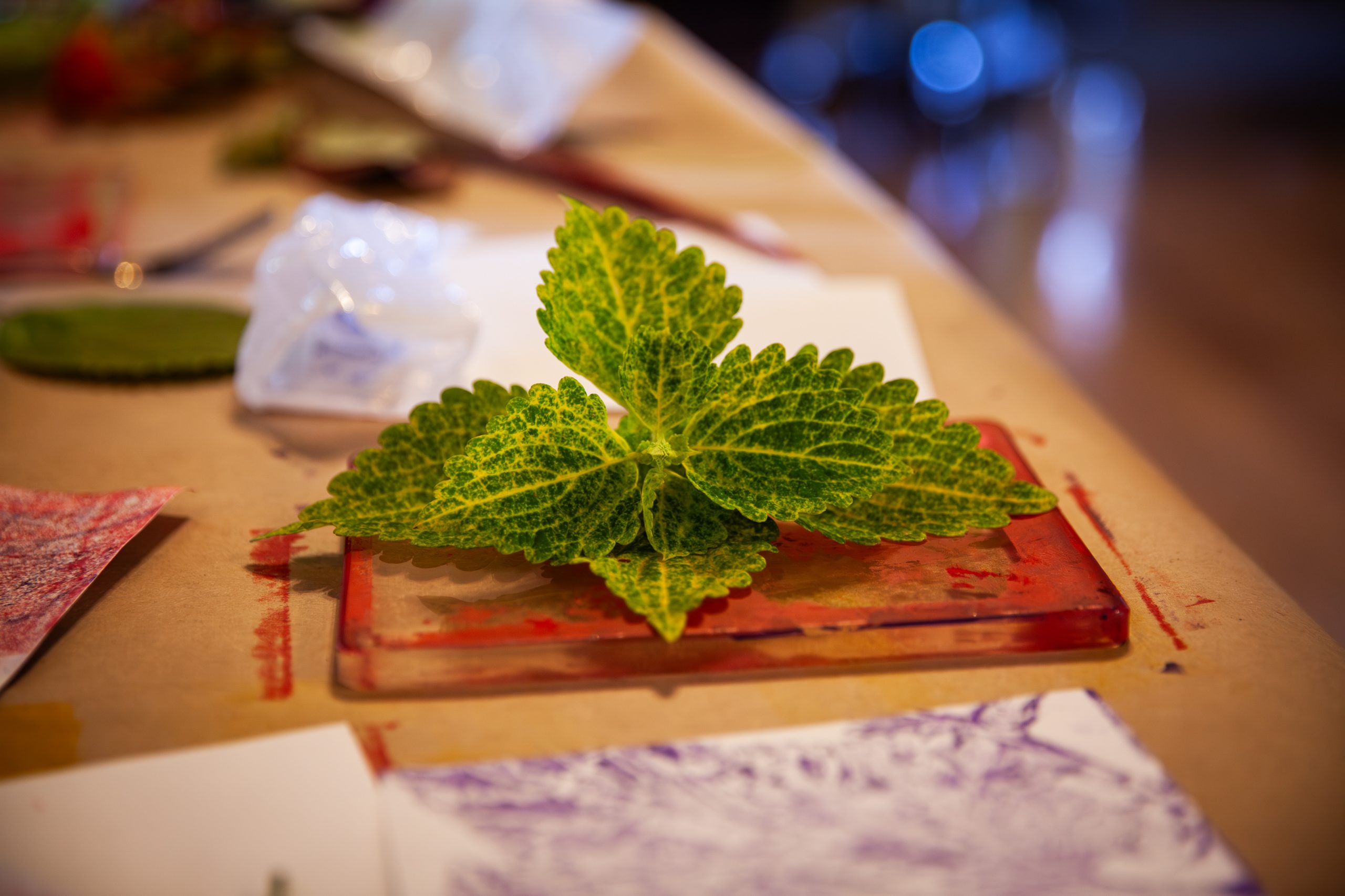 A cluster of vibrant green leaves with yellow veins is placed on a red, paint-smeared surface, surrounded by paper and art supplies on a wooden table.
