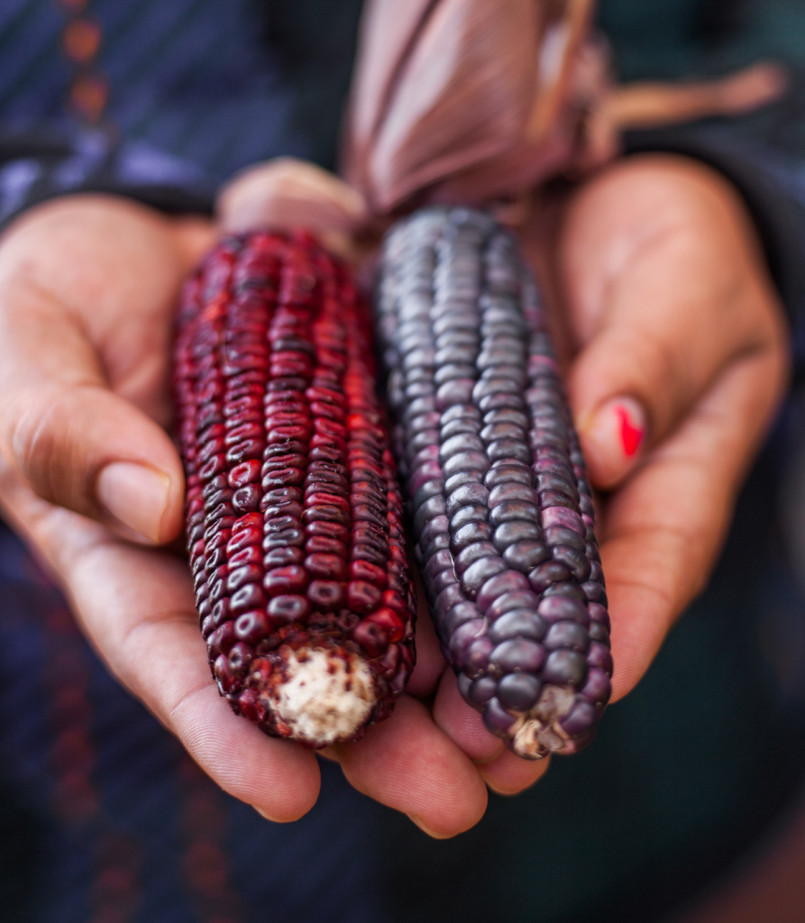 A person holding two colorful ears of corn, one deep red and one dark purple, with visible kernels in their hands.
